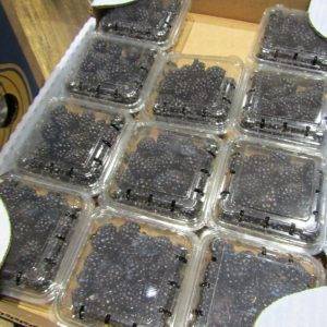 Blackberry Punnet