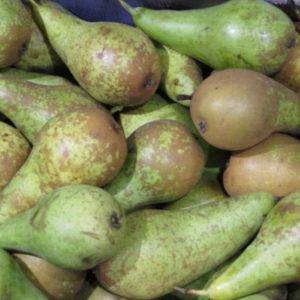 Conference Pears