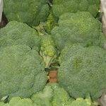 brocoli veg delivery Greenock