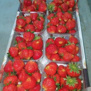 Strawberry punnet Scottish A- Select