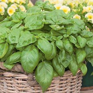 basil herb delivery Greenock
