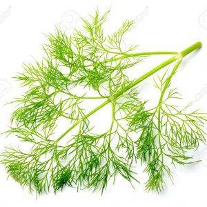 fresh dill weed isolated on white