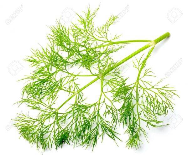 fresh dill weed isolated on white