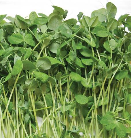 pea shoot herb delivery Greenock