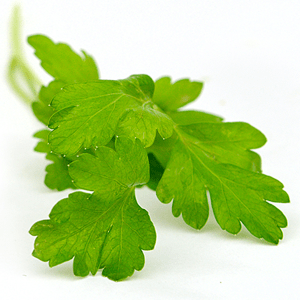 Flat Parsley