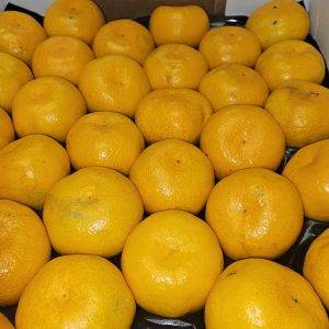 Satsuma