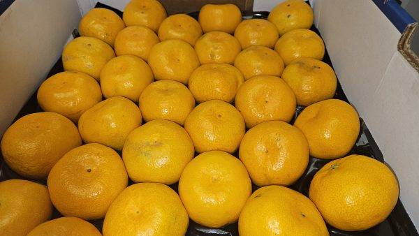 Satsuma